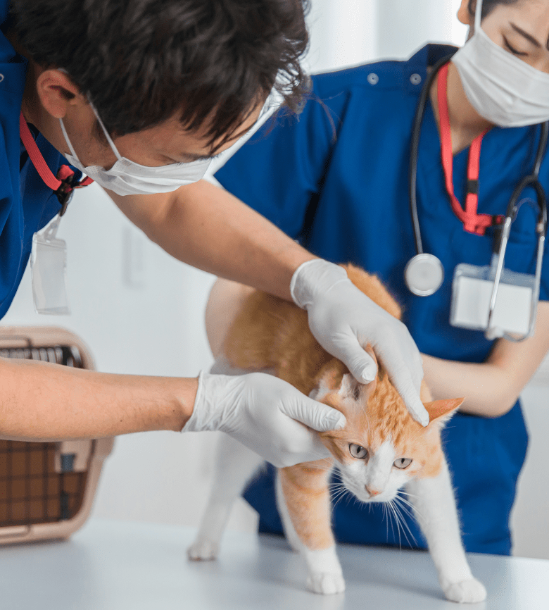 猫を診る男性と女性